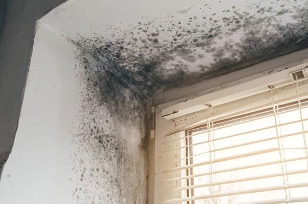 Trusted Commercial Mold Remediation service in North Bend, OR - Cheap Mold Removal
